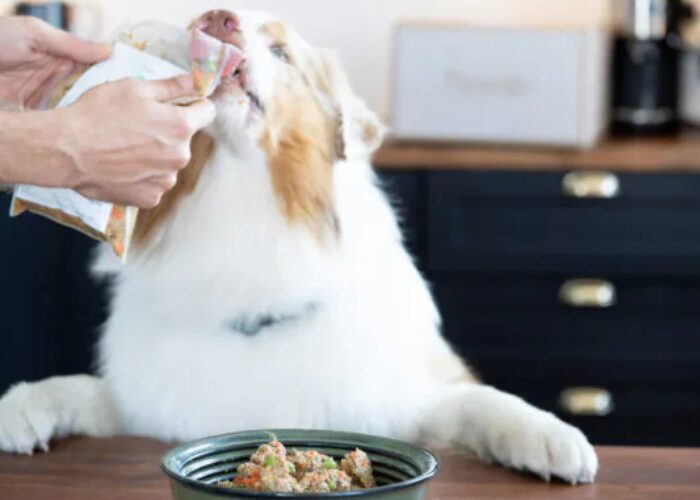 jedzenie dla psa, karma dla psa
